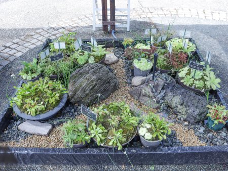 食虫植物ジオラマ