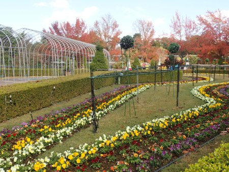 2025.11.11 (ヨーロピアンガーデンパンジー32).JPG