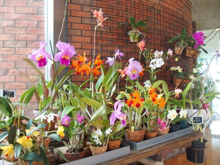 南館）風除室洋ラン2026.1.29   (3).JPG