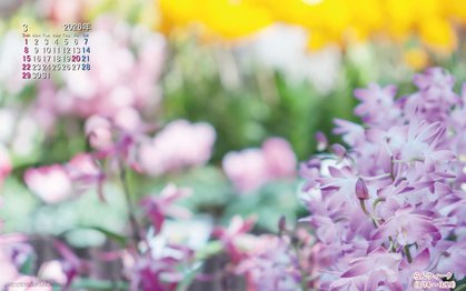 らんウィークの壁紙