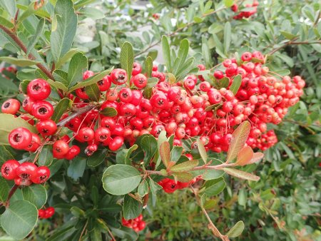 2025.10.28 (ピラカンサ) (22).JPG