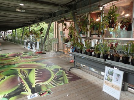 食虫植物展回廊展示.jpg