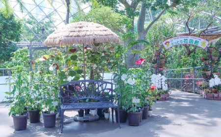 ハイビスカス展・ドーム7月16日（21）.JPG