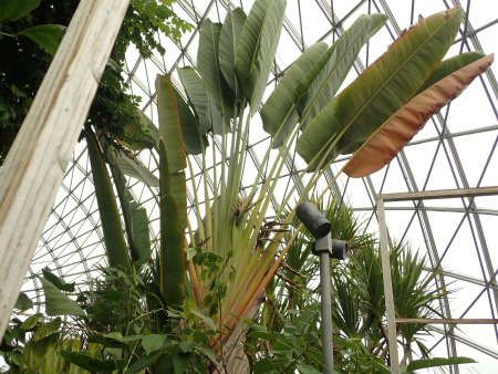 2025.11.24 (フラワードーム) (312).JPG