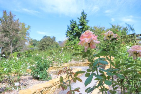 東バラ園10月6日（21）.JPG