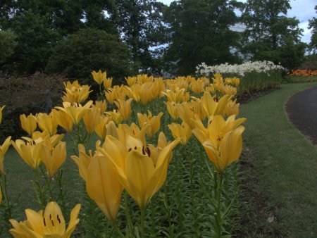 2026.6.24 (霧の庭園周辺ユリ花壇エバートン62).jpg