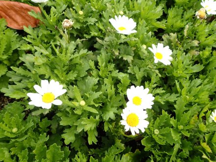 2025.11.24 (霧の庭園) (クリサンセマム24).JPG