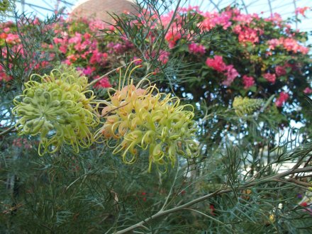 20261.16ドーム）グレビレア・ピーチズアンドクリーム (1).JPG