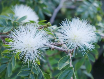キャリアンドラ・ホワイトパウダーパフ