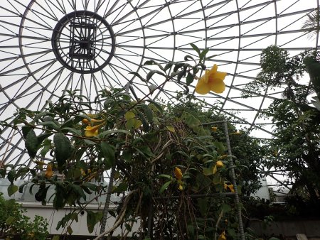 2026.1.20ドーム (オオバナアリアケカズラ18).JPG