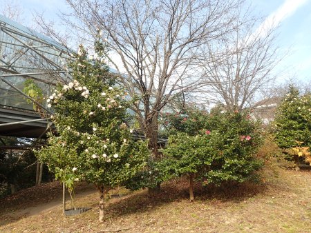 2025.12.10 (北館前サザンカ18) (21).JPG