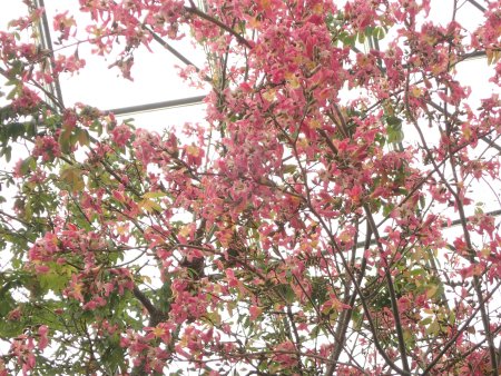 2025.12.4 (トックリキワタ満開8).JPG