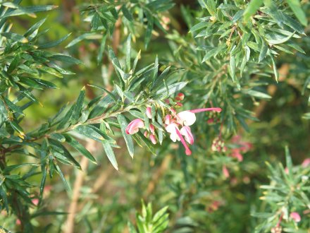 ドーム）グレビレア・ジョンエバンス2026.2.5 (1).JPG