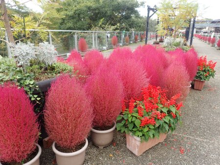 2025.10.28 (コキア2).JPG