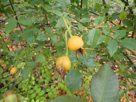 2025.10.15 (ローズヒップ) (庚申バラ27).JPG