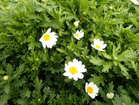 2025.12.23 (霧の庭園) (クリサンセマム5).JPG