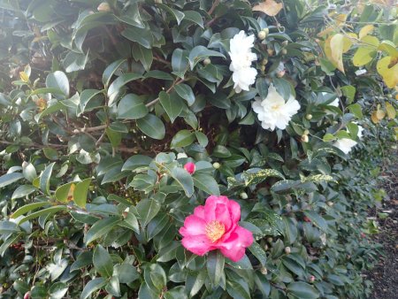 2025.1216 (霧の庭園) (紅白サザンカ2).JPG