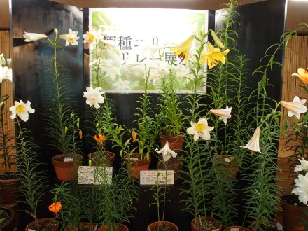 原種ユリリレー展示2025-6-15.JPG