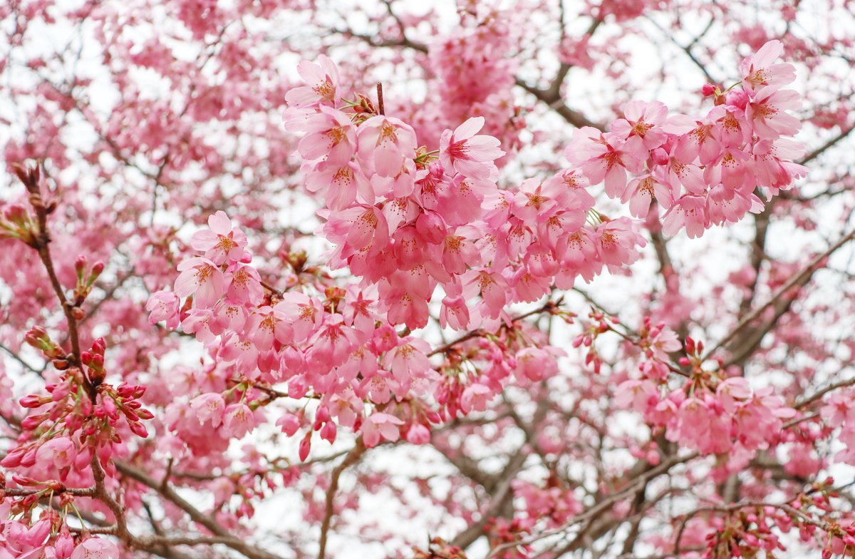 桜・ヨウコウ