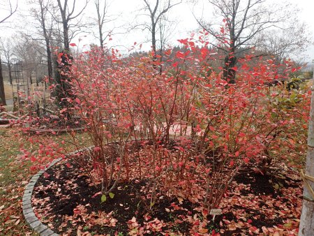 2025.12.14 (ハーブ園・ブルーベリー紅葉221).JPG