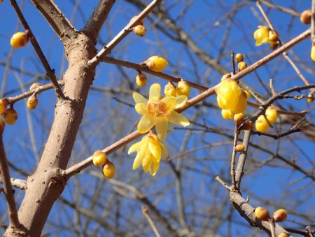 2026.1.10 (ロウバイ) (25).JPG