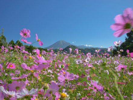 赤沼さん・秘密の花園 (72).jpg