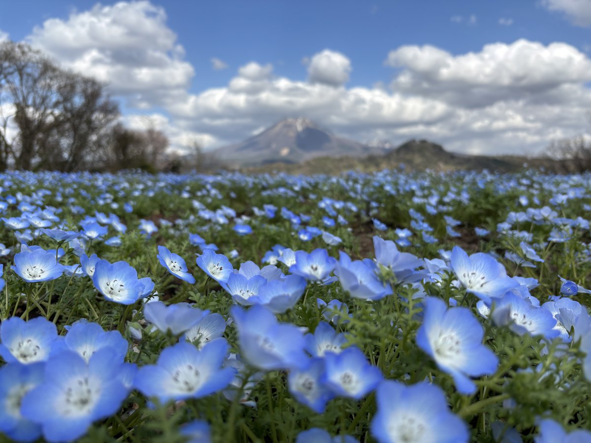 ネモフィラ・花の丘