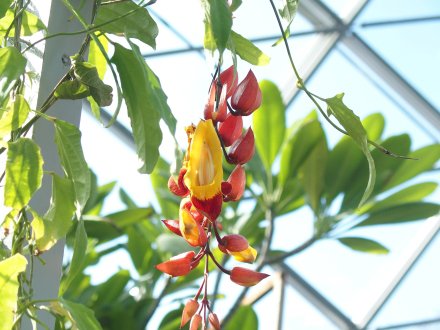 ドーム）ツンベルギア2026.2.5 (1).JPG