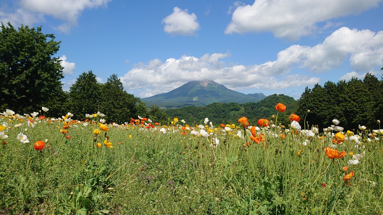 夢の花園と大山