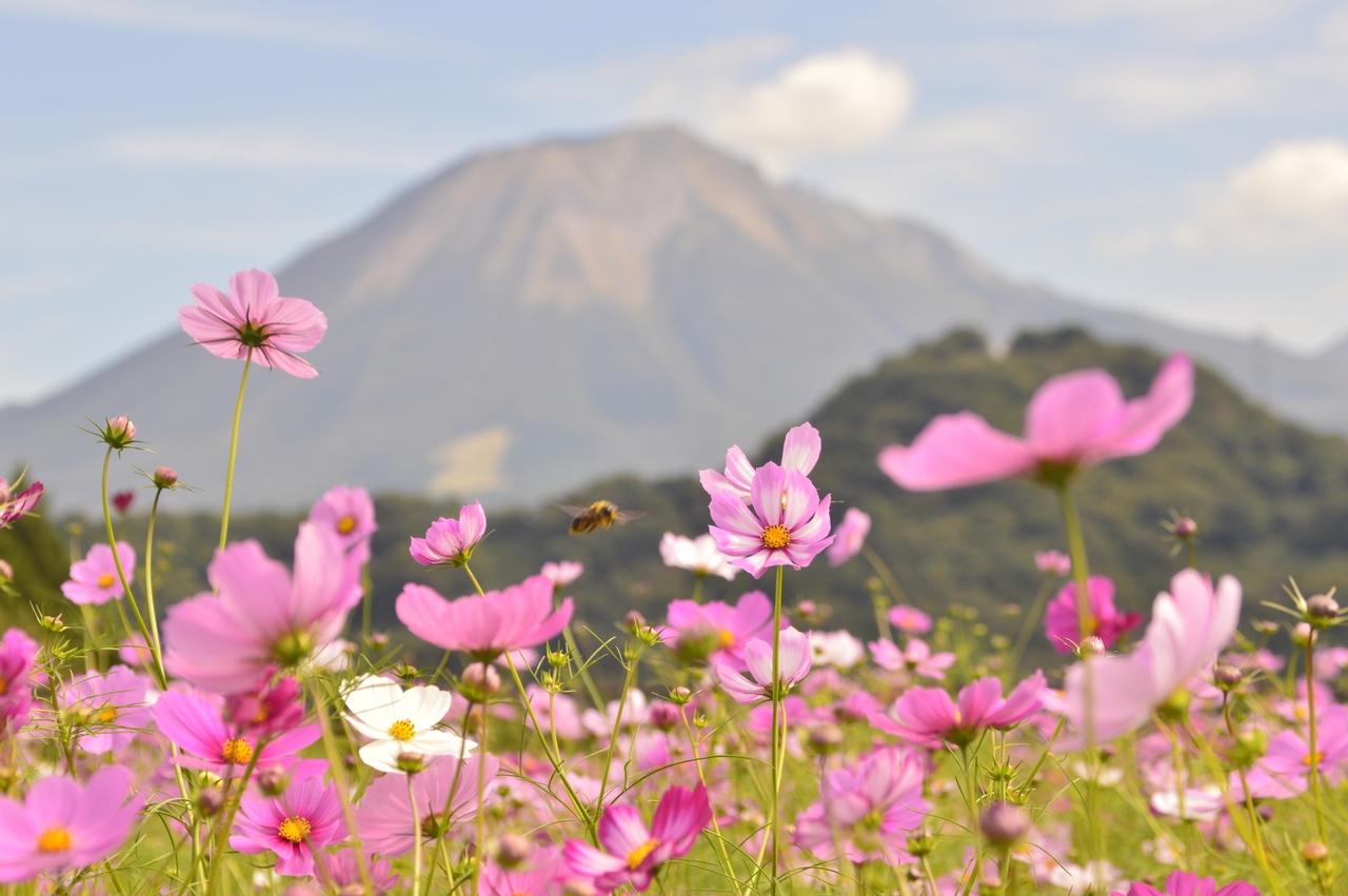 秋桜の蜜で冬支度