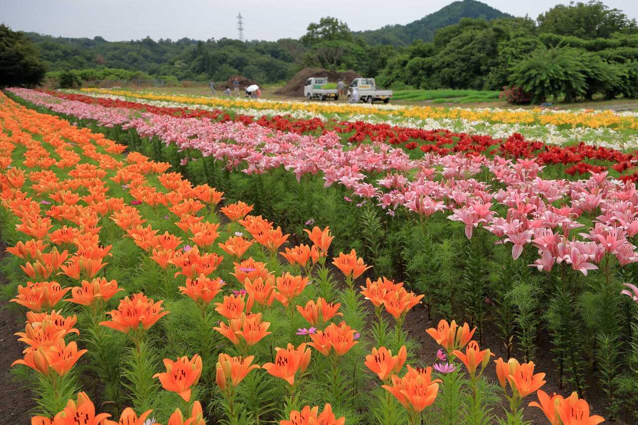 秘密の花園