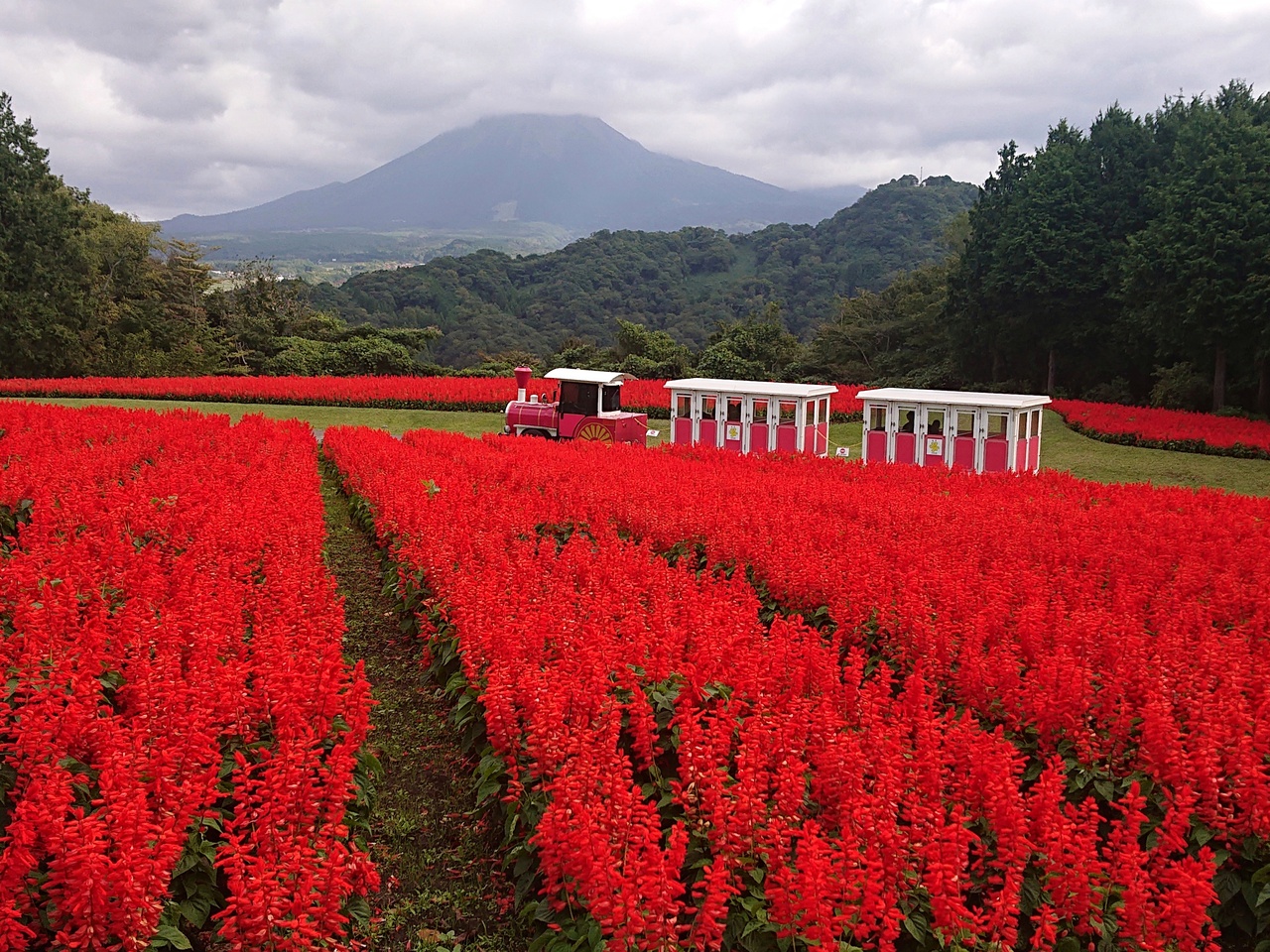 深紅の秋色