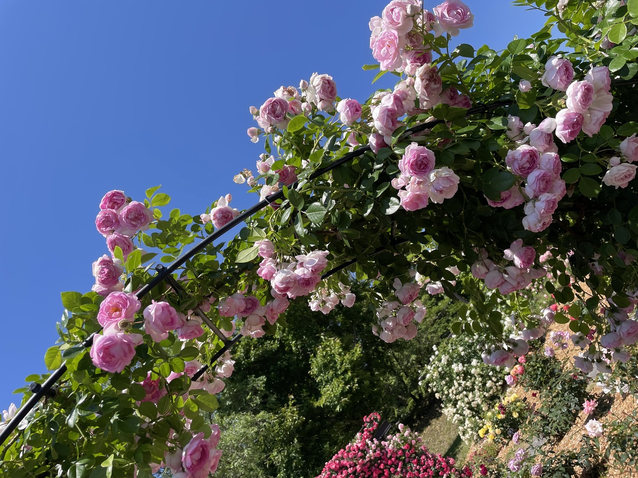 薔薇薫る5月