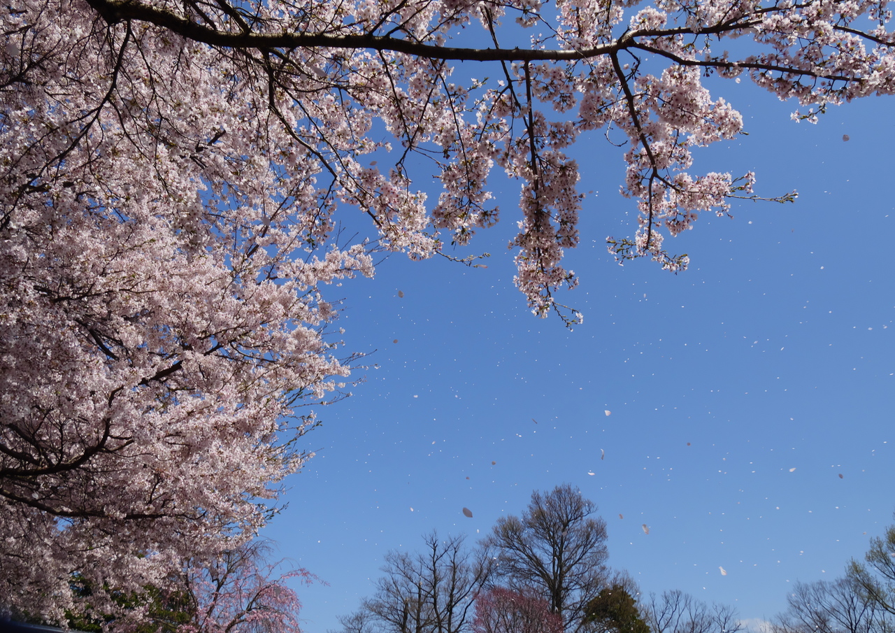 桜舞う頃