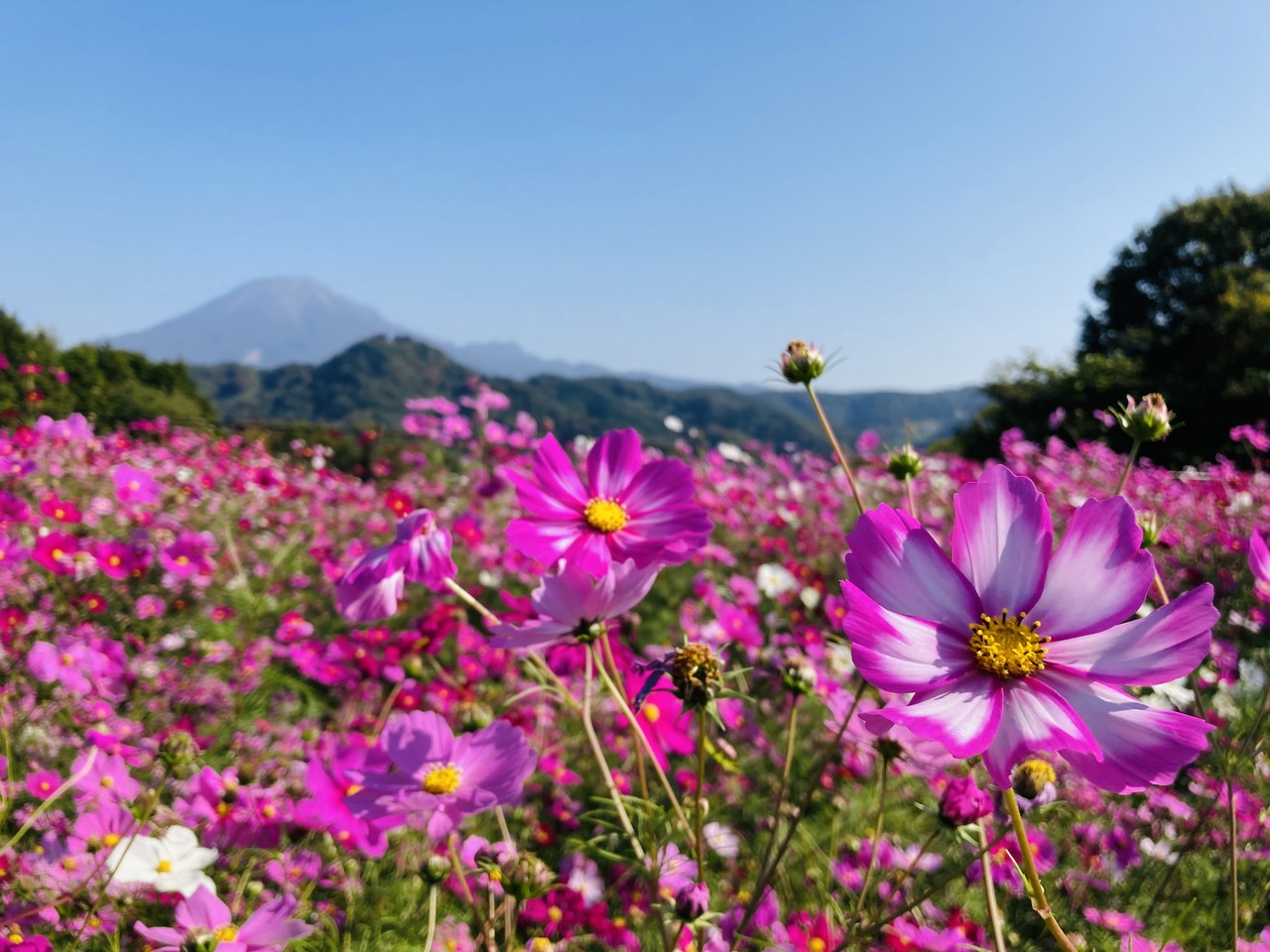 秋桜と大山