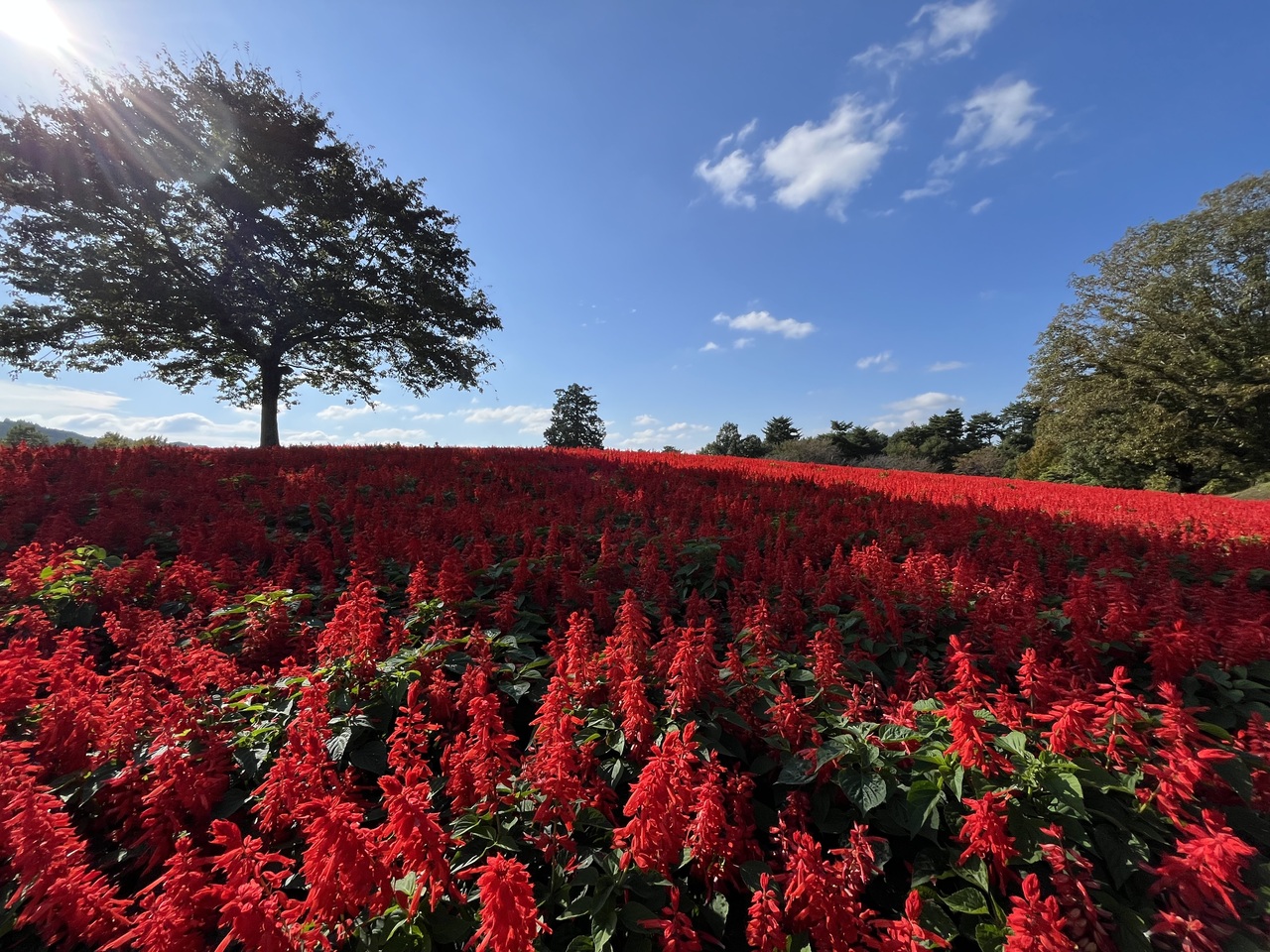 花園