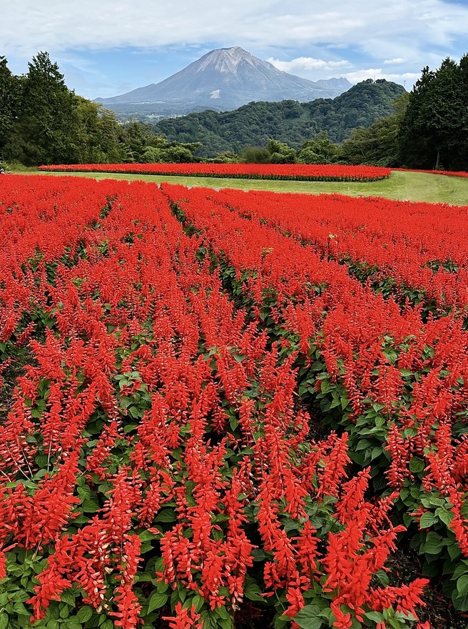 大山が見える　サルビアの丘