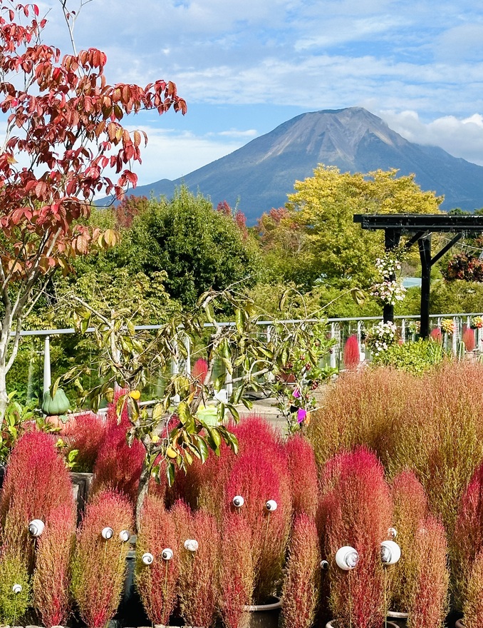 とっとり花回廊のハロウィン