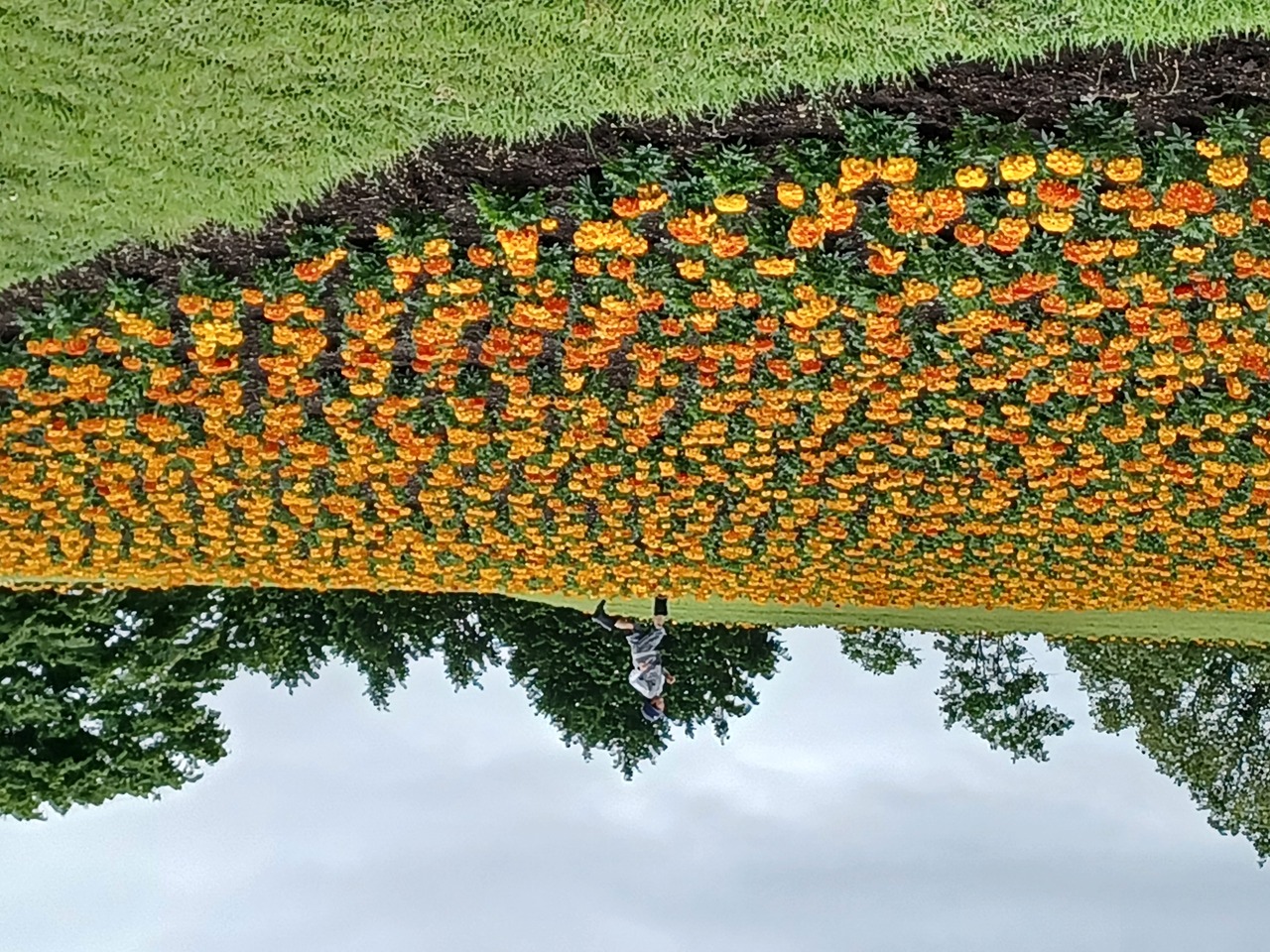 花の地平線を走る