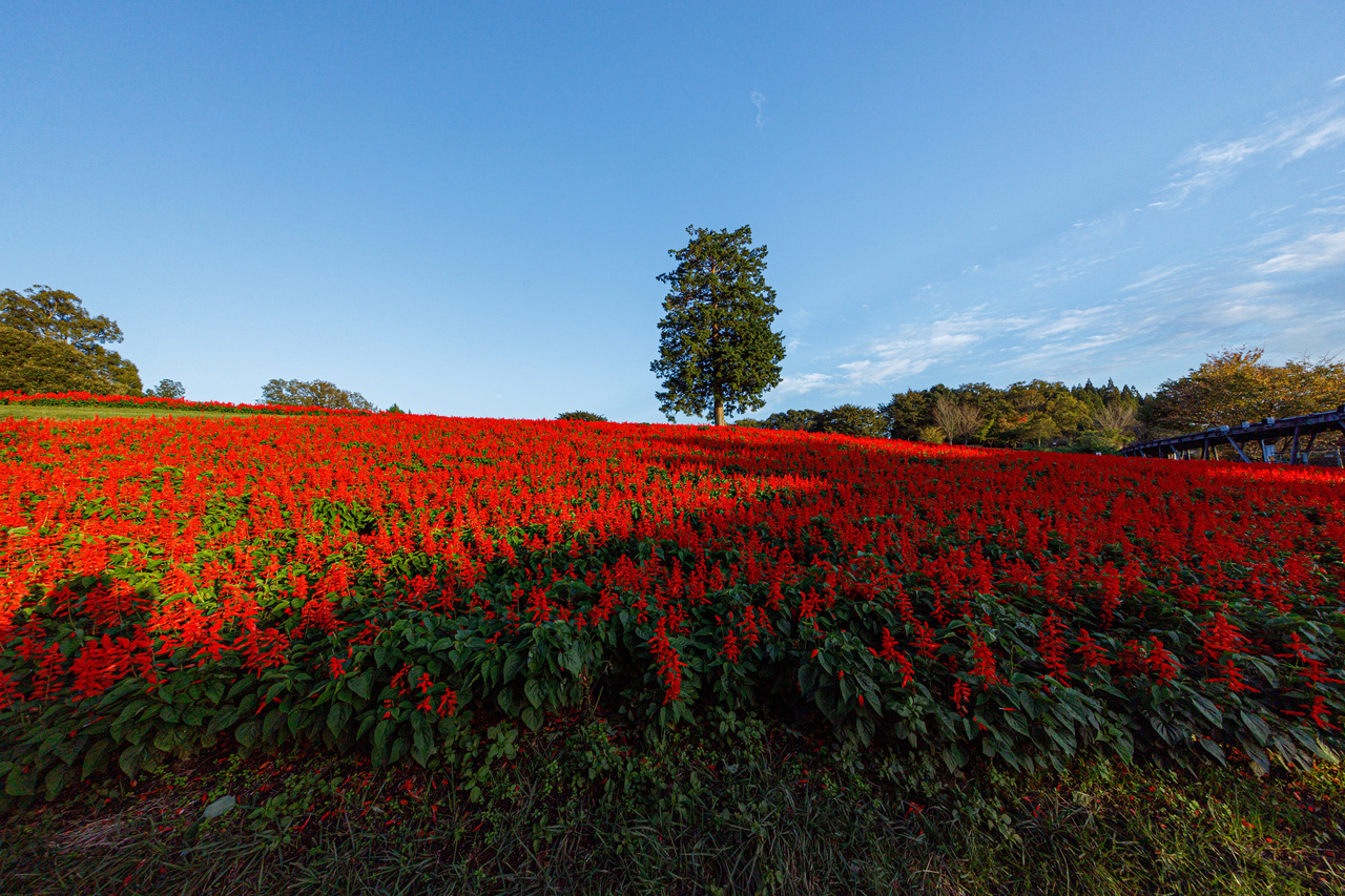 とっとり花回廊のシンボルツリー