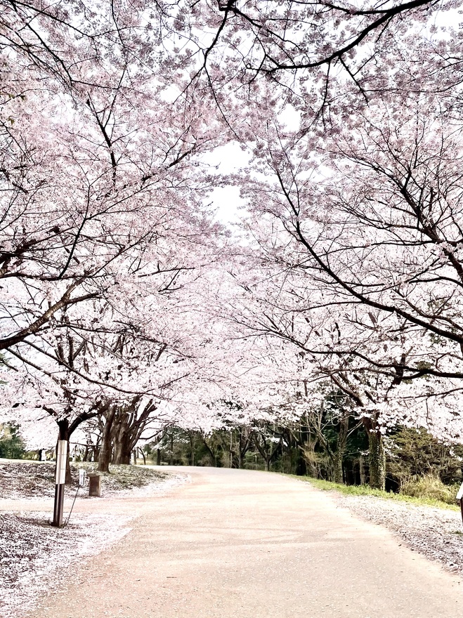 ピンクの花道