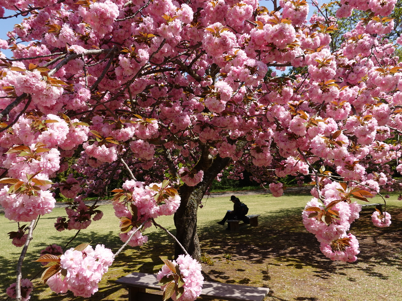 桜の広場の八重桜