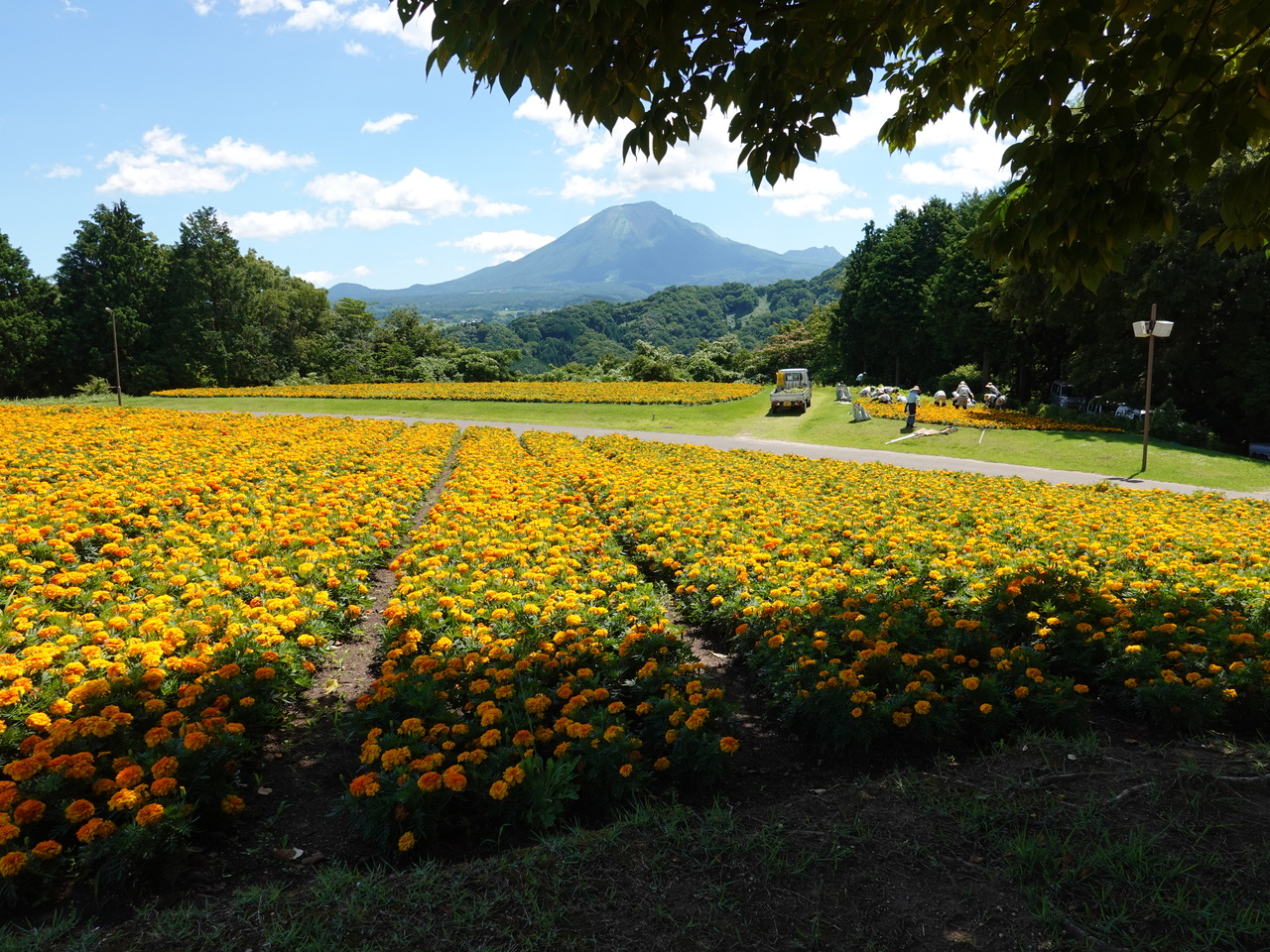 マリーゴールドの花の丘