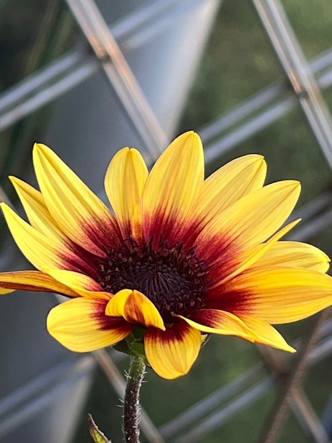 鳥かごの中の花