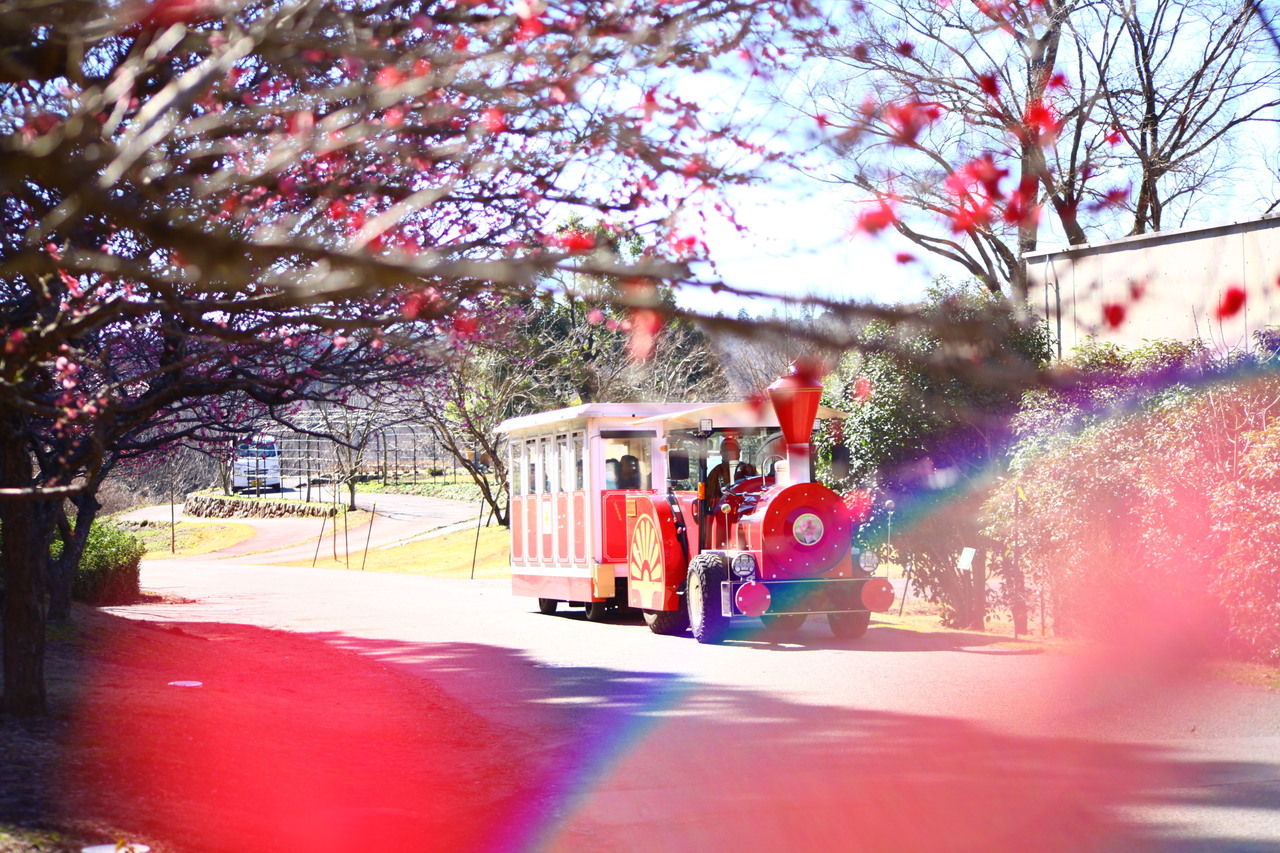 あか・赤・紅