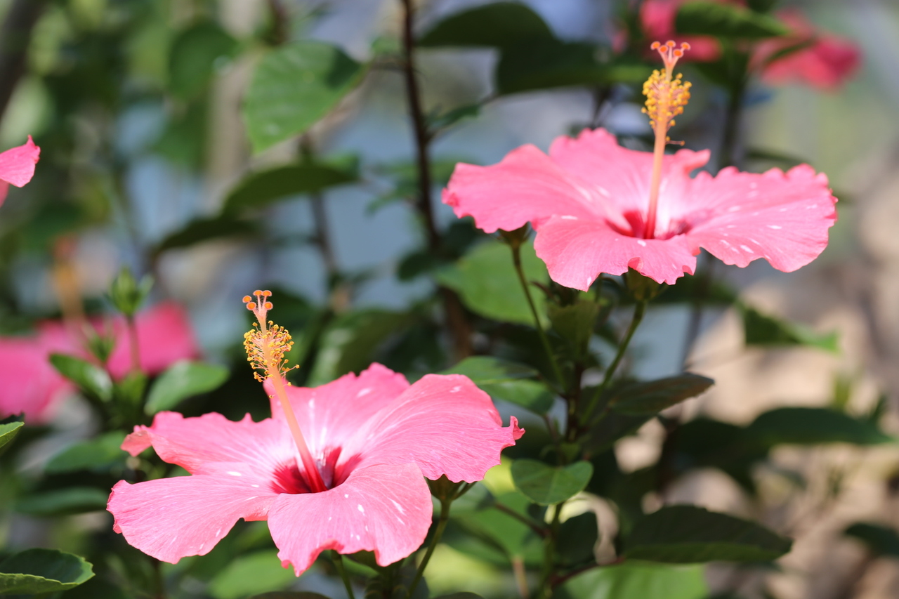 夏に映える花