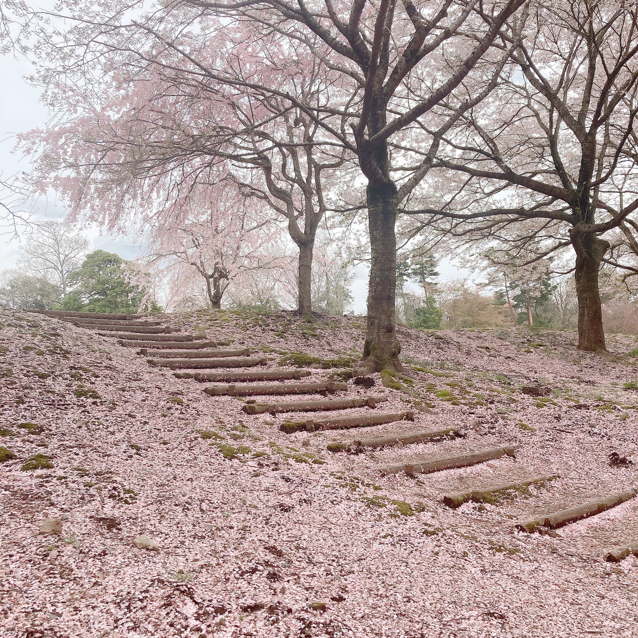 満開のあとの景色