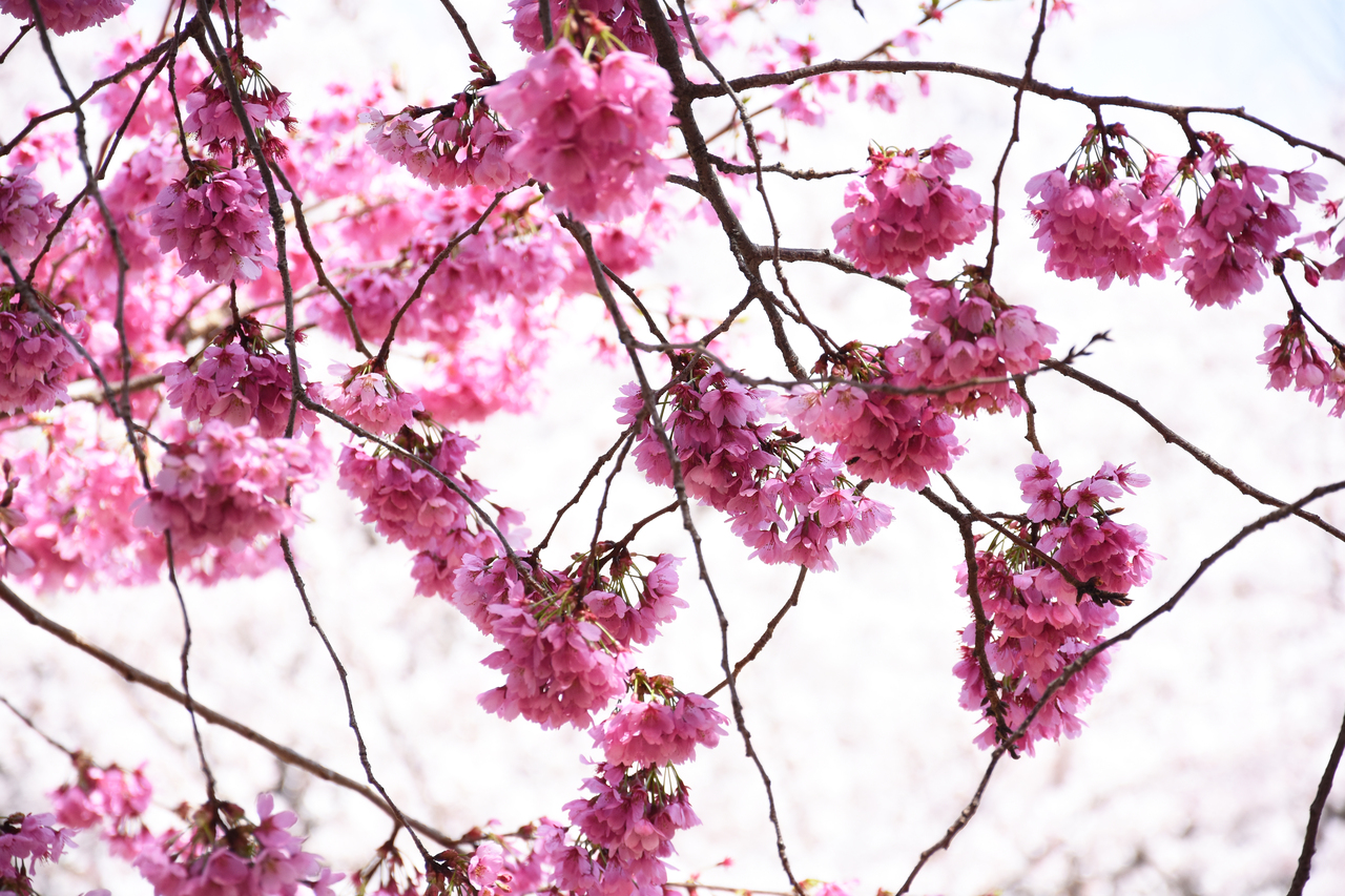 桜満開