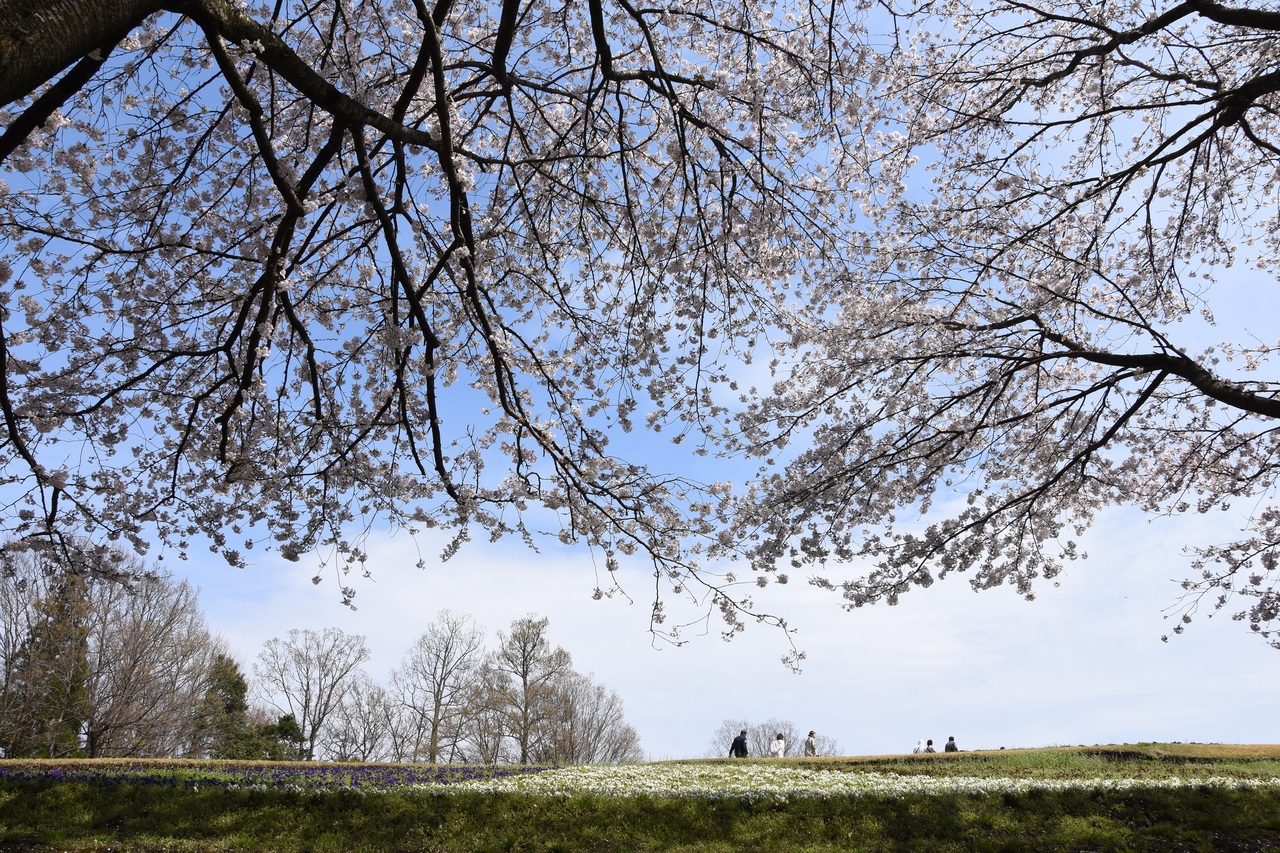 花の丘