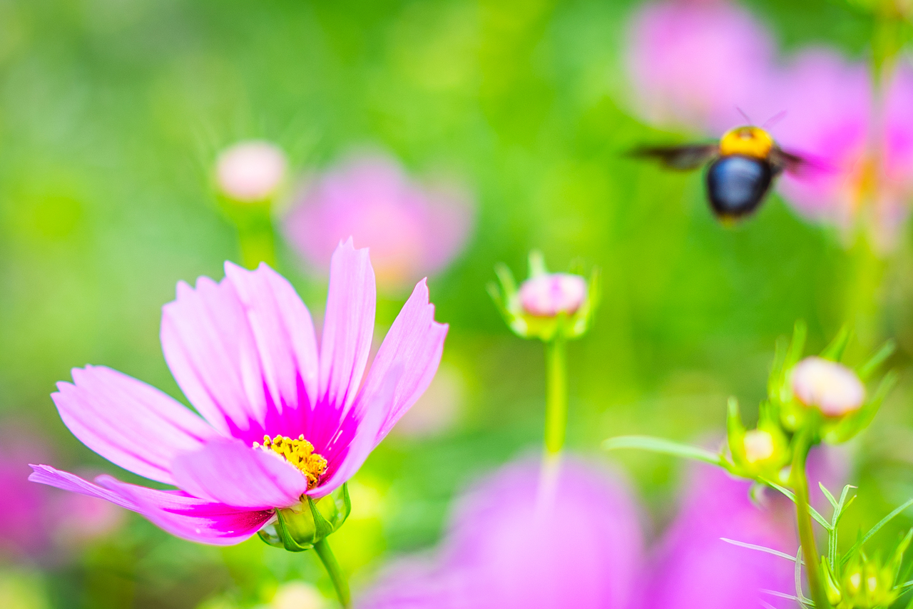 次の花へ！